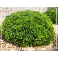 Tuja západná - Thuja occidentalis ´Danica´ Co7,5L 35/40