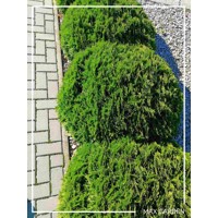 Tuja západná - Thuja occidentalis ´Danica´ Co7,5L 35/40