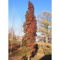 Ambrovník styraxový - Liquidambar styraciflua 'SLENDER SILHOUETTE´ Co15L 150/200