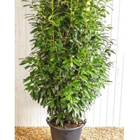 Vavrínovec lekársky - Prunus laurocerasus ´Genolia´ Co7,5L 80/100