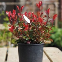 Červienka, Fotínia - Photinia fraseri ´Little Red Robin´  Co2L  20/25