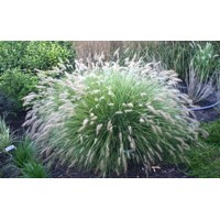 Perovec psiarkovitý - Pennisetum alopecuroides 'Hameln'