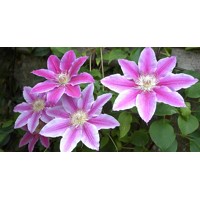 Plamienok - Clematis ‘Doctor Ruppel’ Co25 70/80