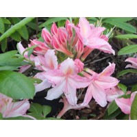 Azalka veľkokvetá - Azalea veľkokvetá ´Jolie Madame´ Co2.5L 30/40