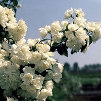 Philadelphus ´Virginalis´ Co2,5L  20/30