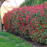 Červienka, Fotínia - Photinia fraseri Red Robin Co18-25L 6/8 - vysokokmeň