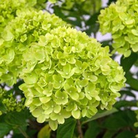 Hortenzia metlinatá - Hydrangea paniculata 'Little Lime'  Co17 20/30