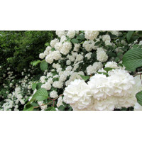 Kalina obyčajná - Viburnum opulus ´Roseum´ Co3L