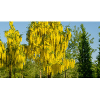 Štedrec hybridný - Laburnum anagyroides Co7,5L KM60