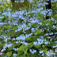 Brunnera macrophylla Co14