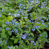 Brunnera macrophylla Co14