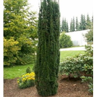 Tis obyčajný - Taxus baccata ´Fastigiata Robusta´ Co2L 30/40