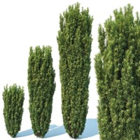 Tis obyčajný - Taxus baccata ´Fastigiata Robusta´ Co2L 30/40