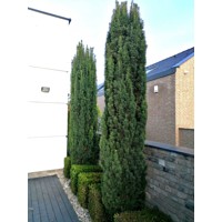 Tis obyčajný - Taxus baccata ´Fastigiata Robusta´ Co2L 30/40