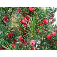 Tis obyčajný - Taxus baccata ´Fastigiata Robusta´ Co2L 30/40