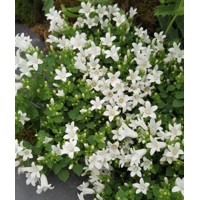 Campanula portenschlagiana 'White Ocean'  P12