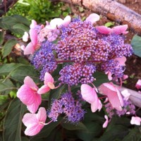 Hortenzia drsná - Hydrangea aspera ´Hot Chocolate´ Co4L 25/30