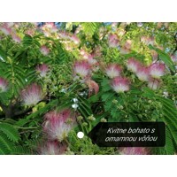 Albízia - Albizia julibrissin Ombrella Co7,5L 150/200