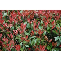 Červienka, Fotínia - Photinia fraseri ´Red Robin´ Co3L 70/90