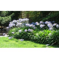 Agapanthus ´Charlotte´ Co2L