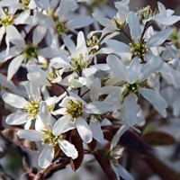 Muchovník lamarckov - Amelanchier lamarckii  125/150