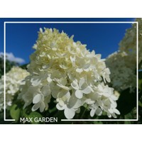 Hortenzia metlinatá - Hydrangea Paniculata ’Limelight'  Co2L 40/60