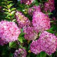 Hortenzia metlinatá - Hydrangea paniculata 'Sunday Fraise'  20/30