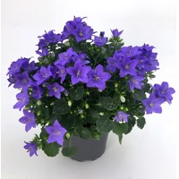 Campanula portenschlagiana 'Ocean'  P11