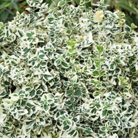 Bršlen japonský  - Euonymus fortunei 'Blondy'   Co2,5L  20/30