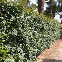 Elaeagnus ebbingei ´Compacta´ Co2L 20/25