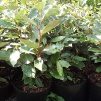 Elaeagnus ebbingei ´Compacta´ Co2L 20/25