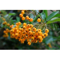 Hlohyňa šarlátová - Pyracantha ´Soleil d'Or´ 40+ Co2L