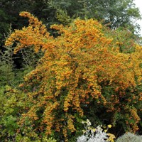 Hlohyňa šarlátová - Pyracantha ´Soleil d'Or´ 40+ Co2L