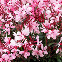 Gaura lindheimeri ´Gaudi White´ P13