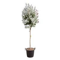 Myrta krepová tmavo ružová - Lagerstroemia indica ´ Bianco Grassi´  Co3L 60/100