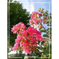 Myrta krepová - ružová - Lagerstroemia indica ´Caroline Beauty´  Co3L  80/100