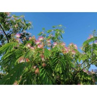 Albízia - Albizia julibrissin Co20L  - vysokokmeň 5/6