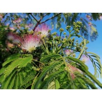 Albízia - Albizia julibrissin Co20L  - vysokokmeň 5/6