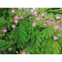 Albízia - Albizia julibrissin Co20L  - vysokokmeň 5/6