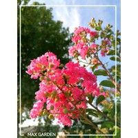 Myrta krepová - ružová - Lagerstroemia indica ´Caroline Beauty´  Co3L  80/100