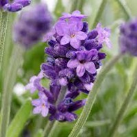 Levanduľa úzkolistá  -  Lavandula angustifolia 'Hidcote Blue'  P12