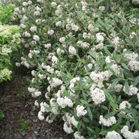 Kalina - Viburnum plicatum ´Kilimanjaro´Co2,5L 20/30