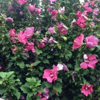 Ibištek - Hibiscus syriacus ´Woodbridge´ Co7,5L Km60