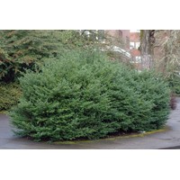 ILEX CRENATA ´Convexa´   Co2L   40cm