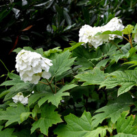 Hortenzia dubolistá -  Hydrangea quercifolia ´Snow Queen´ - 30/40cm