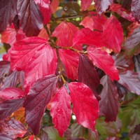 Parrotia persica Co10L  100/125