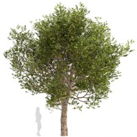 Platan javorolistý - Platanus acerifolia Co25/35L 12/14