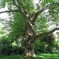 Platan javorolistý - Platanus acerifolia Co25/35L 12/14