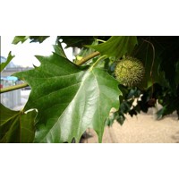 Platan javorolistý - Platanus acerifolia Co25/35L 12/14