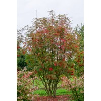 Sorbus Domestica 150/200